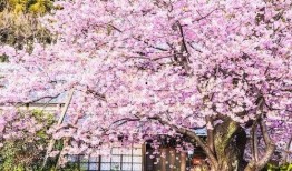 樱花最新爆料更新版本